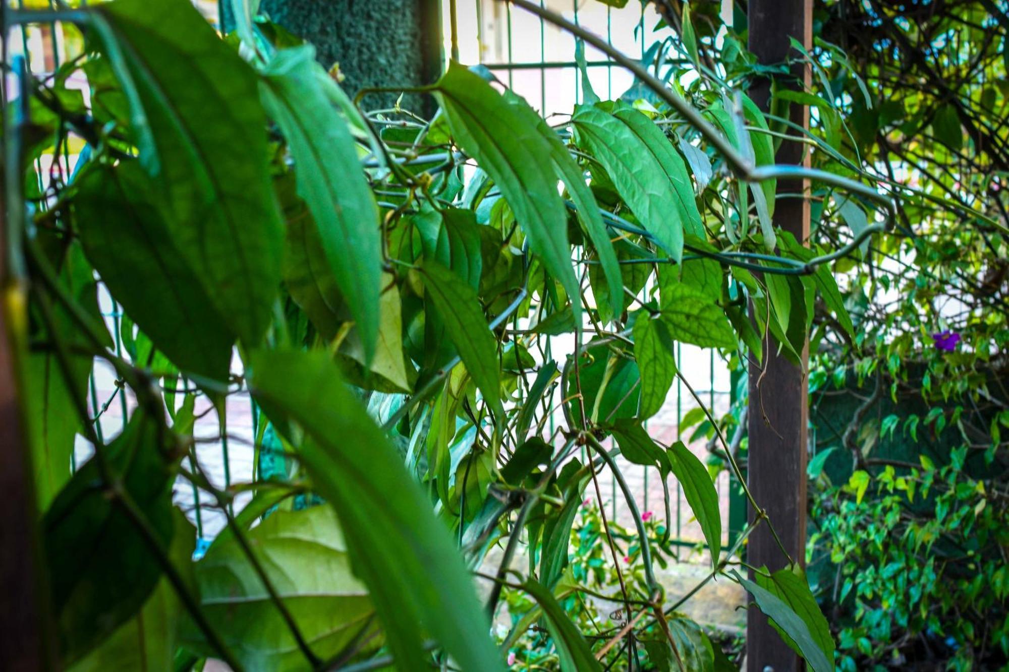 Pousada Natureza Florianopolis Exterior photo